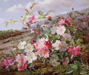 Eglantine, 1883